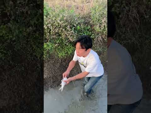 Fishing នៅតាមវាលស្រែ ត្រីឆ្ពិនច្រើនមែន