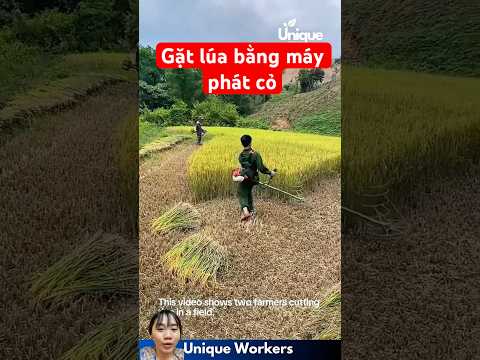 Thái Lan gặt lúa bằng máy phát cỏ siêu nhanh