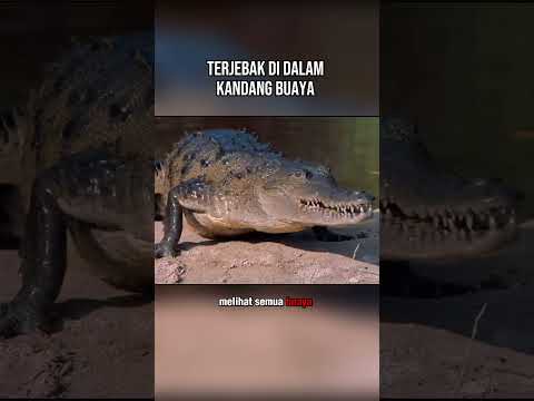 Terjebak di dalam kandang buaya #alurfilm