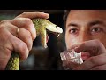 Understanding Venom and Antivenom