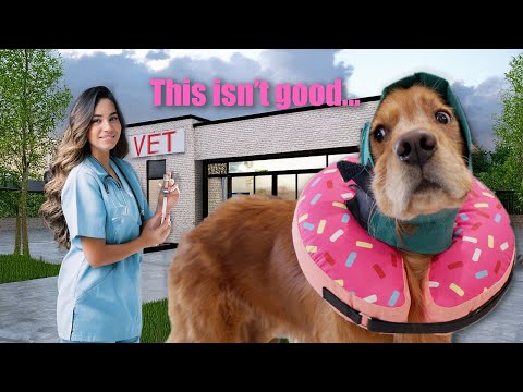 My Golden Retriever Had To Go To The ER... Twice (Luna Health Update)
