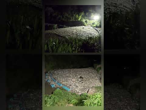 140T of trash (37 truckloads!) intercepted and extracted from the Rio Las Vacas in Guatemala #shorts