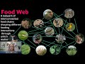 Trophic Levels and Ecosystem Roles