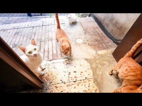 Street Cats Waiting for Me at My Door! ( funny cat -  Cute Kittens - Cats Doing Funny Things )