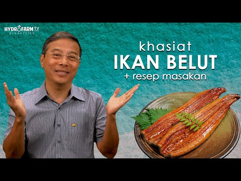 Khasiat IKAN BELUT + Menu Masakan