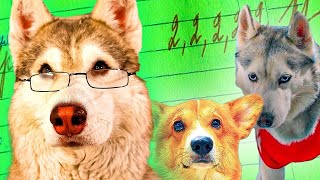 ЕСЛИ БЫ ПЁСИКИ ХОДИЛИ В ШКОЛУ!! ЖУТКАЯ КАНТРОЛЬНАЯ!
