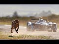 Formula E and Cheetah Comparison