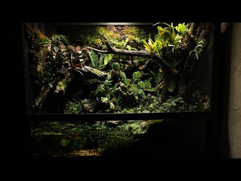 Build a 1.5 meter Tropical Jungle Paludarium | 개구리를 위한 1.5미터 트로피칼 정글 팔루다리움 만들기