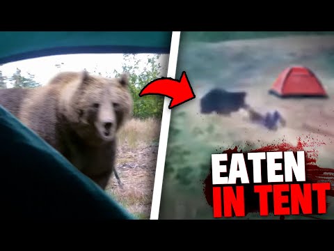 1 Hour of People DRAGGED from Their Tent & EATEN ALIVE by Bears!