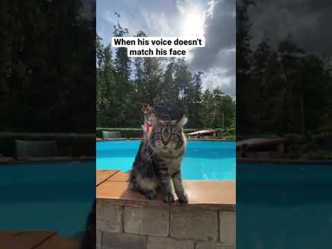 Face: 🦁 voice: 😂 #furryfritz #cat #meow #funnycat #mainecoon #viral