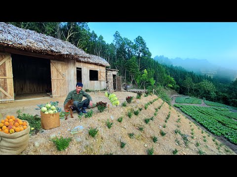 Harvesting gnetum fruits, kohlrabi, cat cabbage, wild banana, radish, green plum, peanuts...