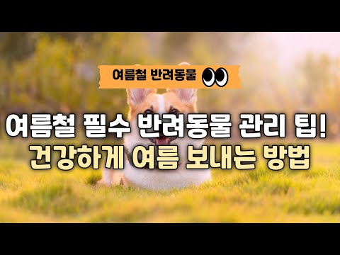 여름철 필수 반려동물 관리 팁! 건강하게 여름 보내는 방법!