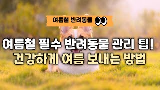 여름철 필수 반려동물 관리 팁! 건강하게 여름 보내는 방법!