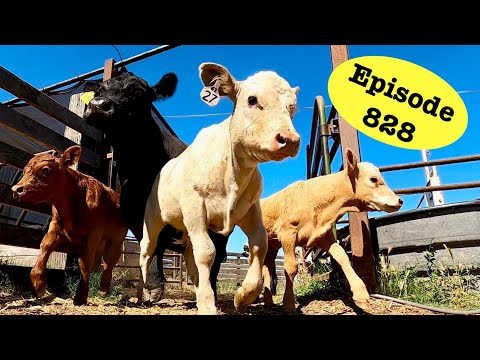 Working the Late Calves
