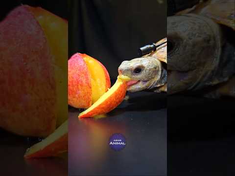 ASMR Mukbang Eating Peach 🍑 Turtle Tortoise