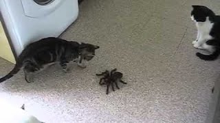 Mačky vs giant spider