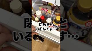 開けた時はいなかったのに…｜PECO