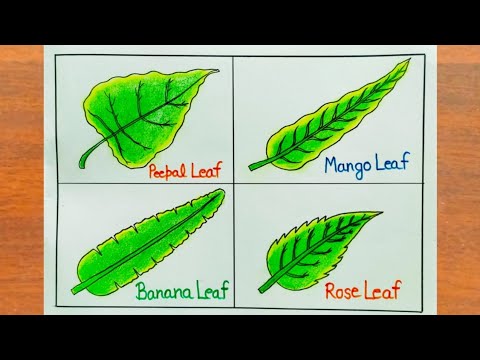 पत्तियों का चित्र बनाना सीखें / Leaf Drawing Easy / How to Draw Different Types Leaf Easy Steps