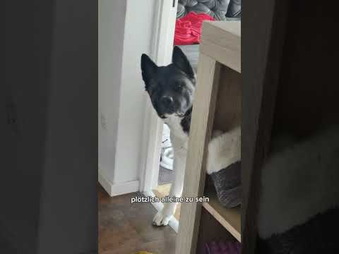 Wie sie sich freut ❤️ #shorts #akita #tauberhund #hunde #hundetraining