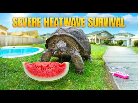 Dangerous Heatwave Slams Garden State Tortoise! Will Rockalina, Otis and Other Animals Be Ok??