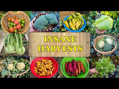 Insane Vegetable Harvest Extravaganza: Our Garden's Bounty!