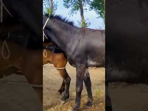 Funniest Donkey Ever! Donkey Training the fun way! 1376