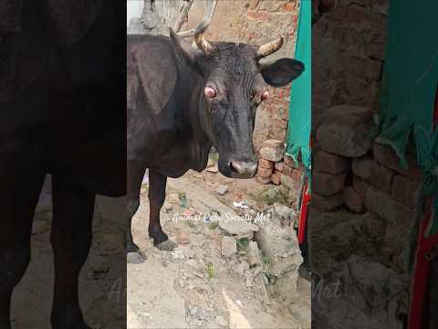 Animal care society                        #foryou #shortsfeed #shortsviral #viralshort #cowlover