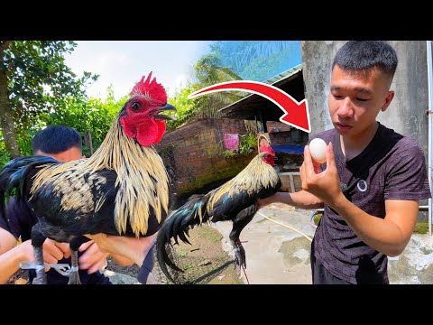 Suýt Xổng Gà Trống Siêu Đẹp Và Lấy Trứng Vịt Mới Đẻ Troll Mẹ 😂 | Tí Xi