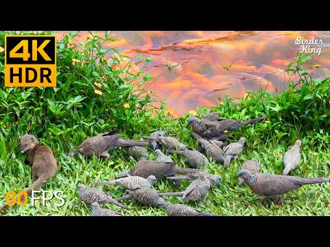 Cat TV for Cats to Watch 😺 Cute Birds Fish and Ducks 🐿 4K HDR 60FPS