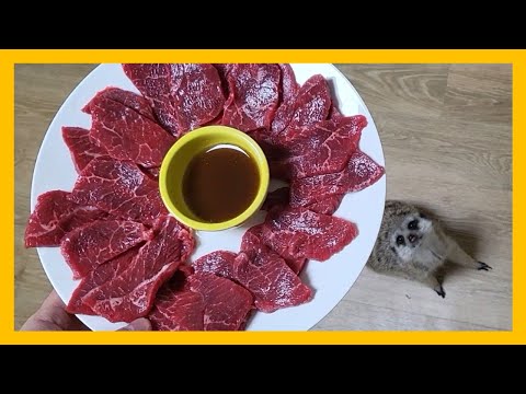 숨 헐떡이며 생고기 먹는 미어캣