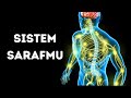 Understanding the Nervous System