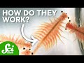 Brine Shrimp and Dormancy