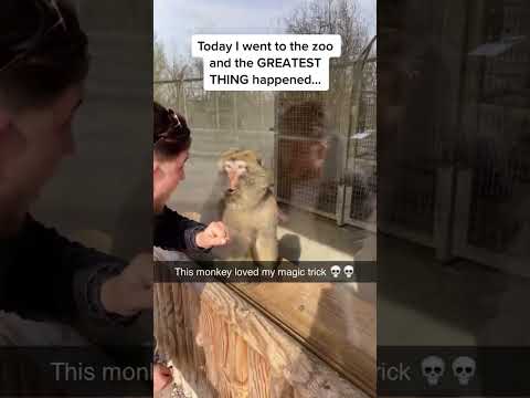 MONKEY gets excited over magic trick