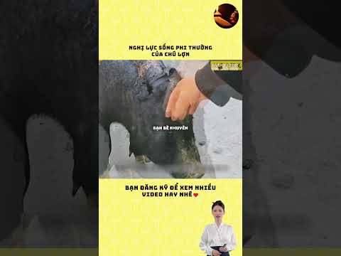 Nghị lực sống phi thường của chú lợn #cauchuyen