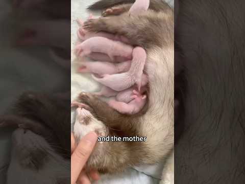 When the ferret mother give a baby to you,you shouldn’t do this! #animals#pets
