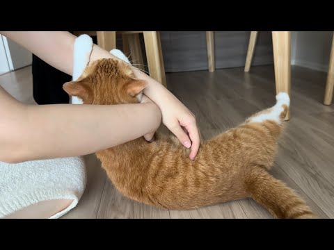 爪切りに失敗し猫にボコられる主。