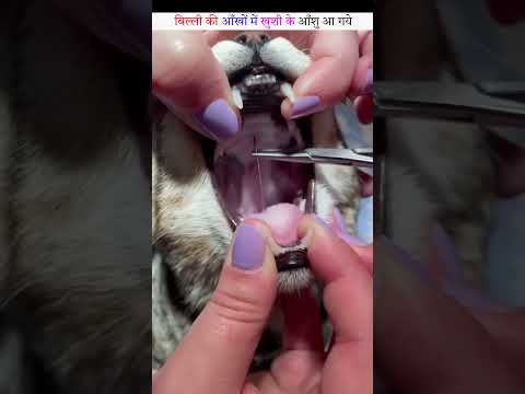 बिल्ली की आँखों में खुशी के आँशु आ गये😨 Sarvesh Prajapati #viral  #trending #cartoon #prajapati