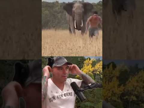 Joe Rogan's Epic Reaction to Elephants Chasing a Man! 🐘