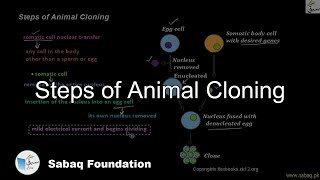 Steps of Animal Cloning