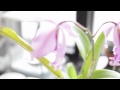 Conservation and Propagation of Plants