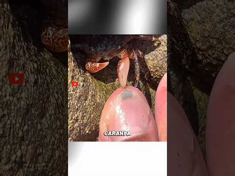 Kepiting Gokil! Jadi Tukang Spa di Pantai.#KepitingSpa #FaktaUnik