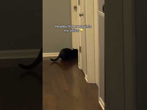 Winston and Spooky go to the Vet #catsofyoutube #catshorts #veterinarian #funnycats