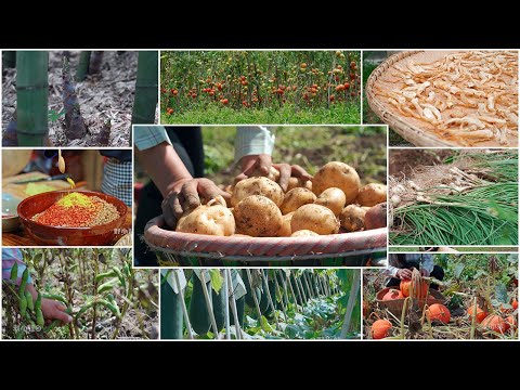 (Vegetable collection) made into different Chinese dishes｜#chinese #food  ｜野小妹 wild girl