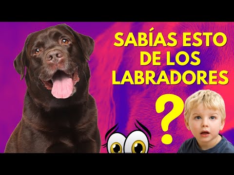 ¿Sabías Esto de los Labradores? Curiosidades que Te Sorprenderán