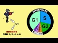 Exploring p53 Tumour Suppressor and MDM2 Regulation