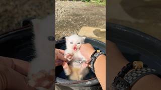 Timelapse kitten 100 days 😍 #cat #kitten #catlovers #cutecat
