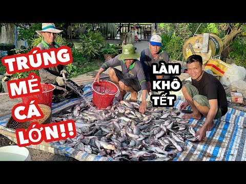 Nghe Tiếng "Rột Rột" Đánh Lưới TRÚNG MẺ CÁ NHIỀU KHỦNG KHIẾP • Fish | Bông Lúa Đồng Tháp