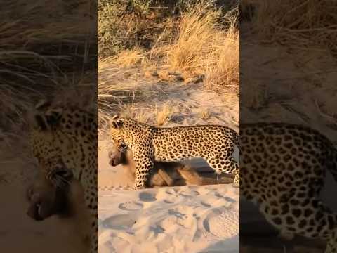 Leopard Drags Prey Through The Sand