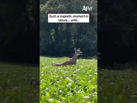 Such a majestic moment in nature... until...