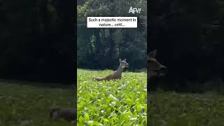 Such a majestic moment in nature... until...
